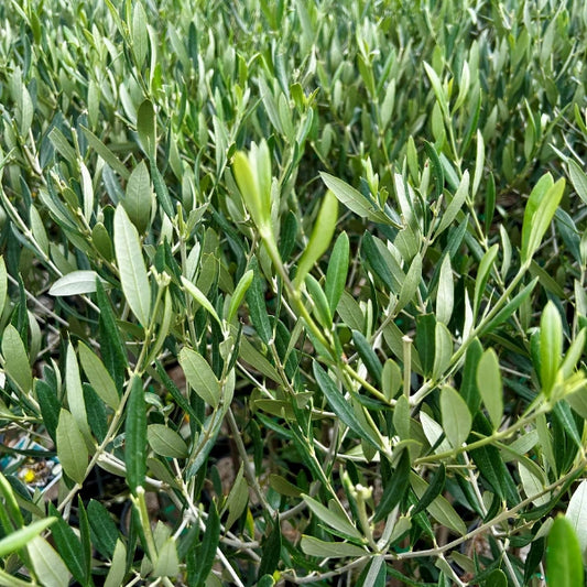Olive Paragon