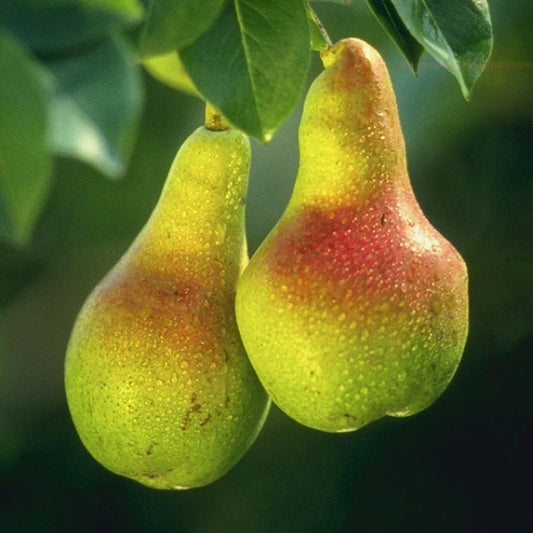 Espalier Pear Double Planted