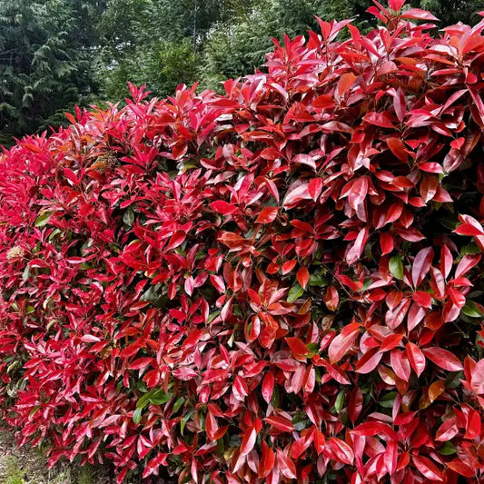 Evergreen hedging plant Photinia robusta, frost tolerant and low maintenance, perfect hardy choice for dense privacy screens