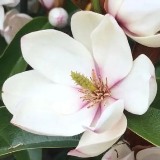 Magnolia Pink Bouquet