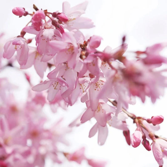 Weeping Pink Cherry