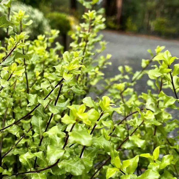 ChatGPT said:

Pittosporum tenuifolium ‘Screenmaster’, hardy evergreen screening plant with dense foliage, ideal for privacy hedges and low-maintenance garden borders.