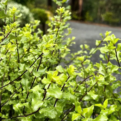 ChatGPT said:

Pittosporum tenuifolium ‘Screenmaster’, hardy evergreen screening plant with dense foliage, ideal for privacy hedges and low-maintenance garden borders.