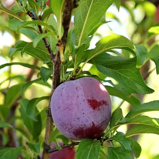 Espalier Stone Fruit
