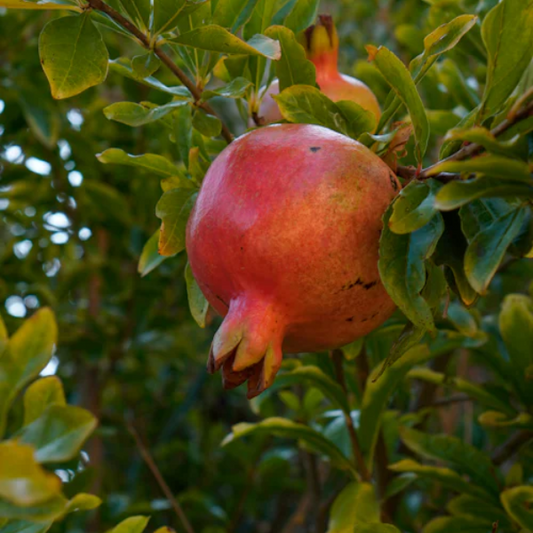 Pomegranate Espalier