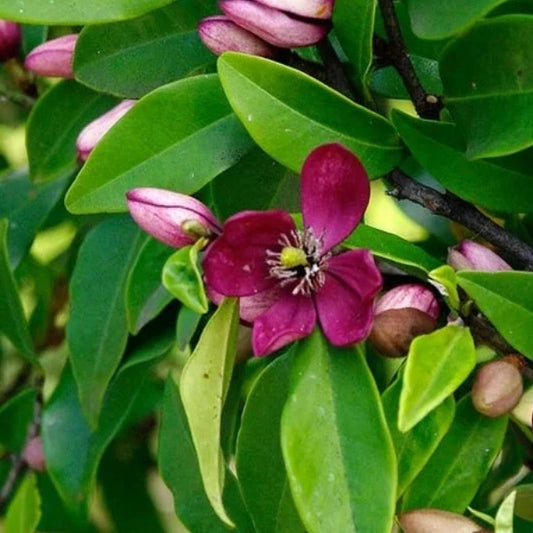 Magnolia Port Wine