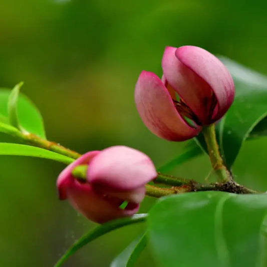 Michelia figo Port Wine Magnolia – compact evergreen shrub with scented maroon blooms and dense foliage, excellent for screens and garden borders