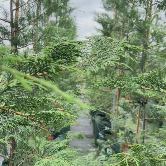 Best Selling bettergreen cypress Madeline, a new and improved version of popular Leighton Green