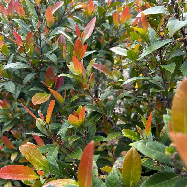 Popular Australian native evergreen screening plant Prima donna, also known as bueberry ash. Hardy and low maintenance.