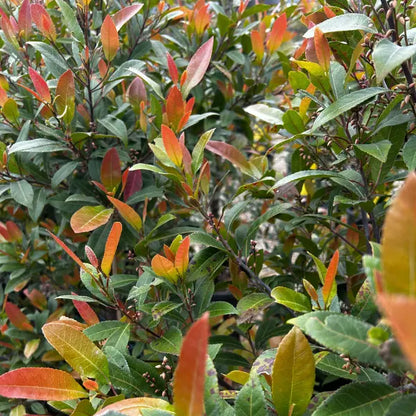 Popular Australian native evergreen screening plant Prima donna, also known as bueberry ash. Hardy and low maintenance.