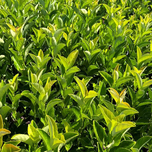 Viburnum Quick Fence