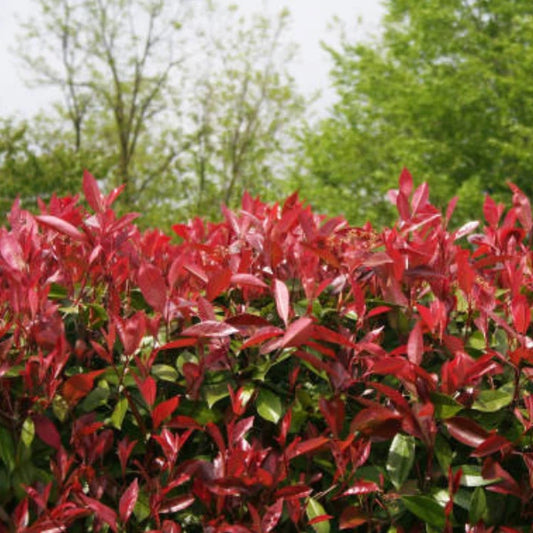 Photinia Robusta