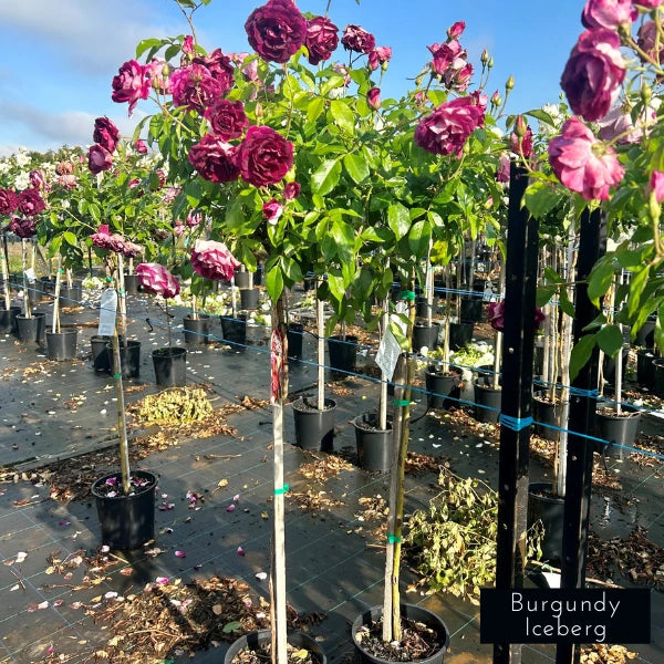 Premium Standard Rose