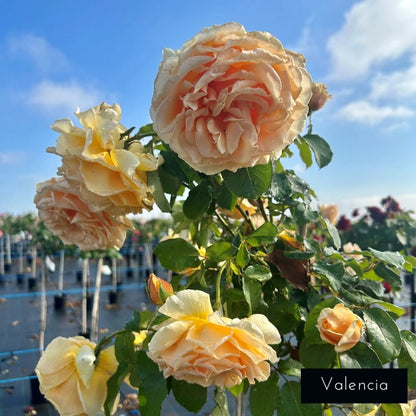 Premium Standard Rose