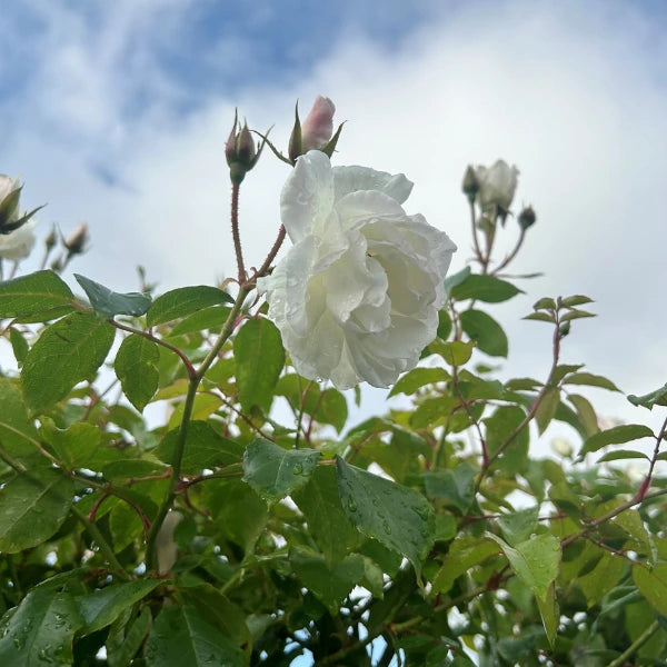 Premium Standard Rose