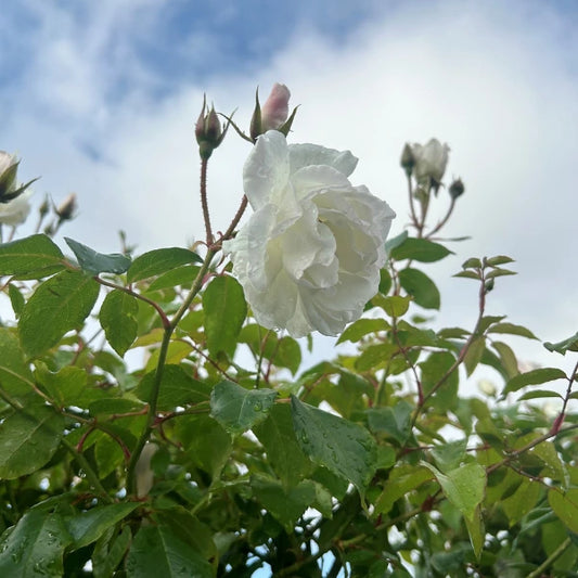 Premium Standard Rose