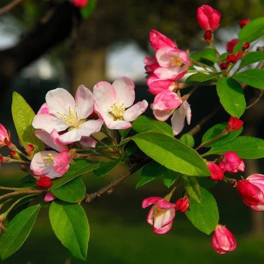 Ruby Crabapple