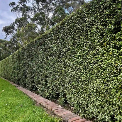 Screenmaster pittosporum hedge (Pittosporum tenuifolium ‘Screenmaster’) dense evergreen foliage ideal for fast-growing privacy screening and hedging