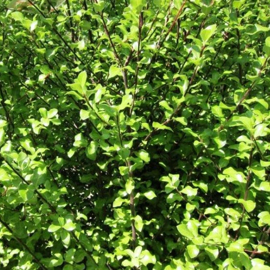 Screenmaster Pittosporum