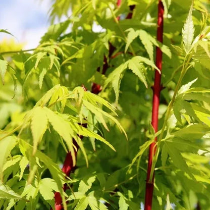 Acer Palmatum Senkaki