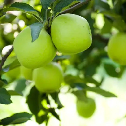 Serpentine Apple Espalier