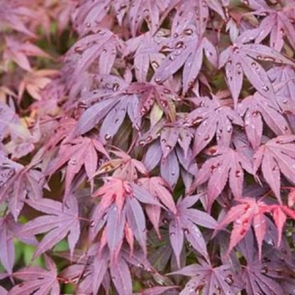 Acer Palmatum Shaina