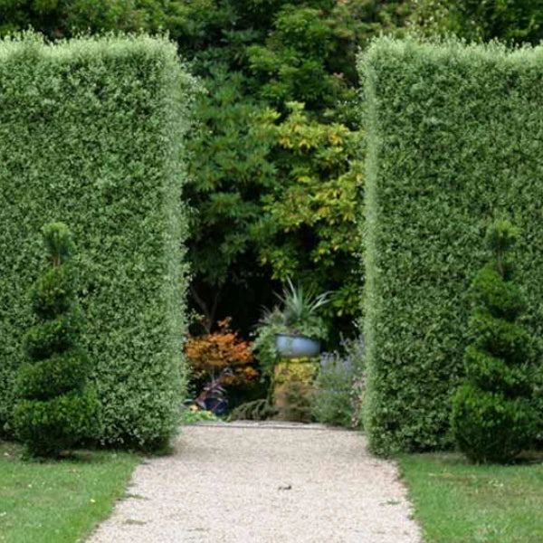 Silver Sheen Pittosporum