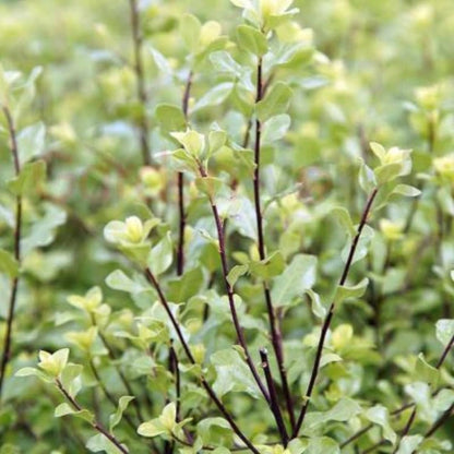 Silver Sheen Pittosporum