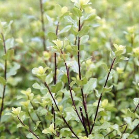 Silver Sheen Pittosporum