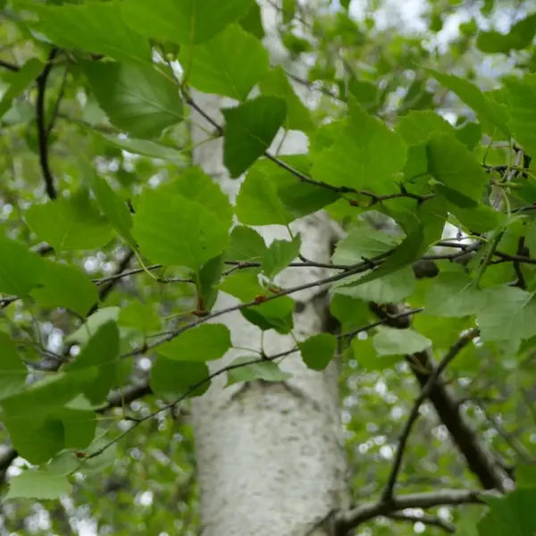 Silver Birch (Betula pendula) – elegant deciduous tree with white bark and golden autumn foliage, ideal for groves, fence line planting, or avenue displays.