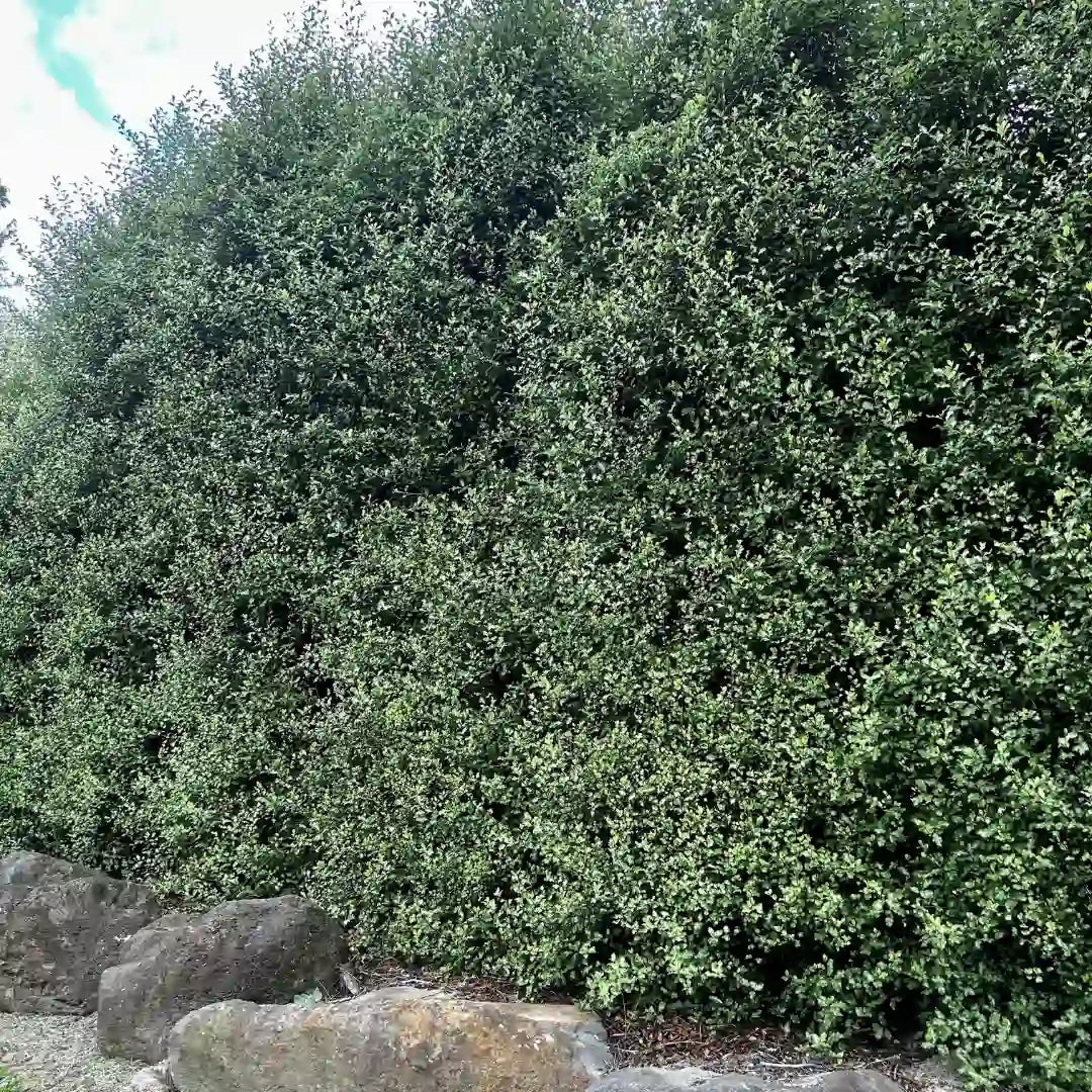 Pittosporum tenuifolium ‘Silver Sheen’ evergreen hedge featuring soft silver-green leaves, commonly used for fast-growing privacy screens