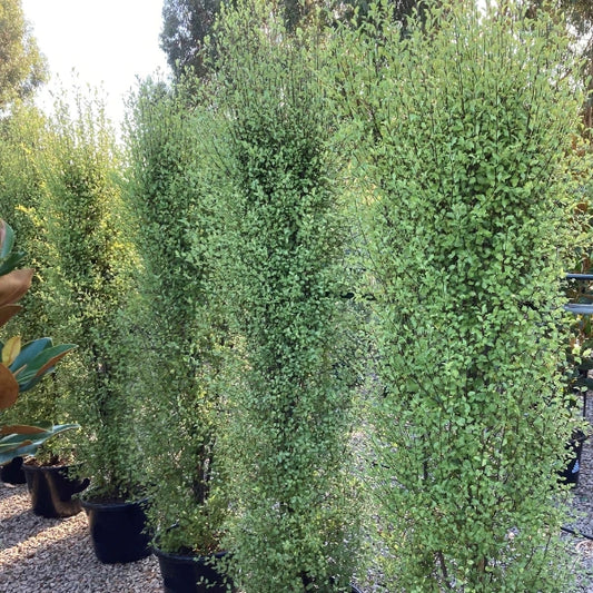 Silver Sheen Pittosporum (Pittosporum tenuifolium 'Silver Sheen') – fast-growing evergreen shrub with fine silvery foliage, ideal for privacy screening