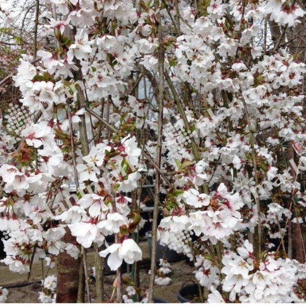 Weeping White Cherry