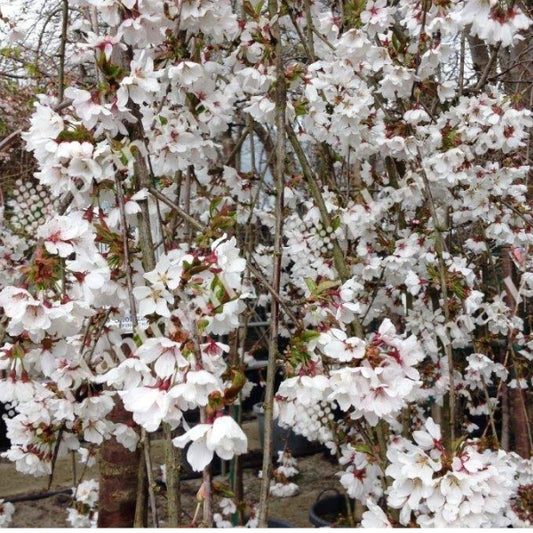 Weeping White Cherry