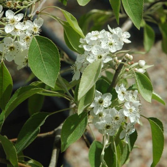 Snow Pear