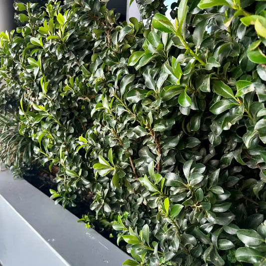 Snow Maiden hedging plants are compact evergreen shrubs ideal for narrow, low borders and tidy hedges, a popular choice for classic Melbourne gardens.
