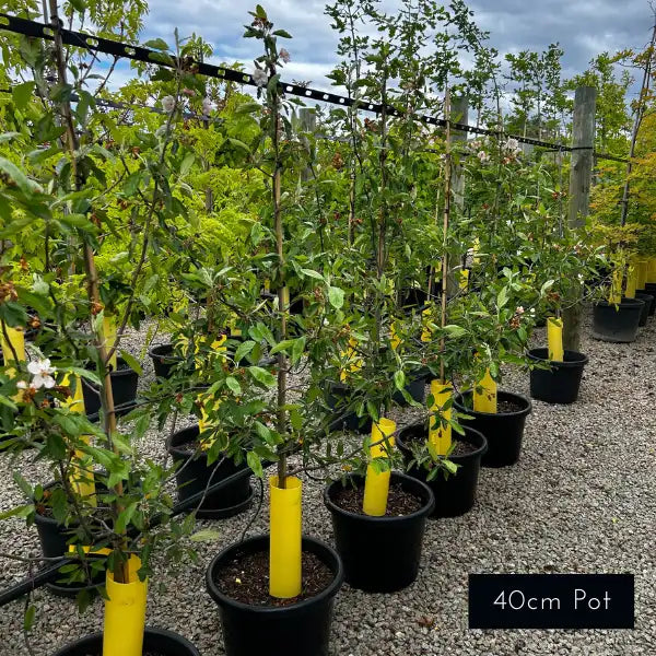 One of the most beautiful ornamental pears, Snow pears feature abundant white blooms with beautiful horizontal growth for a rounded canopy. 
