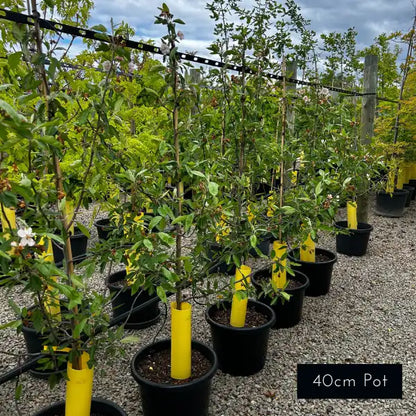 One of the most beautiful ornamental pears, Snow pears feature abundant white blooms with beautiful horizontal growth for a rounded canopy. 