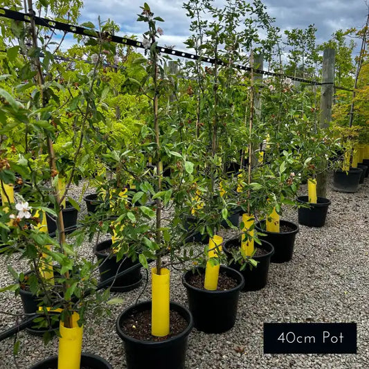 One of the most beautiful ornamental pears, Snow pears feature abundant white blooms with beautiful horizontal growth for a rounded canopy. 