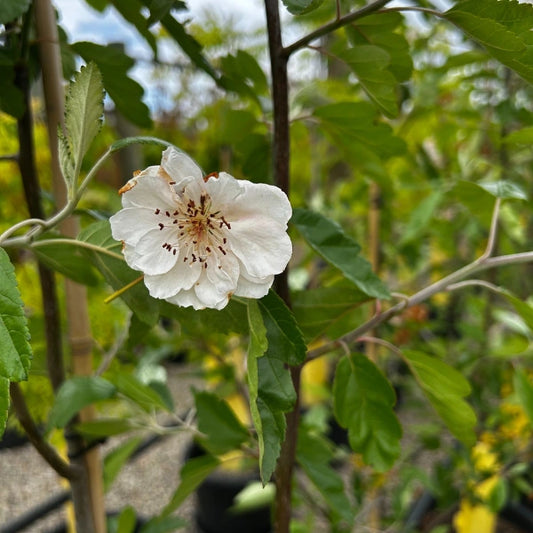 Clusters of white spring flowers, Snow pears are ideal for avenue planting, fence lines or create a beautiful canopy tree for shade and underplanting. 