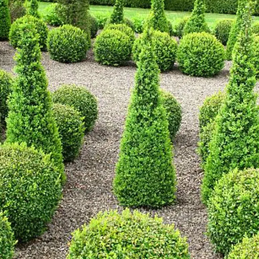 English Box Topiary Spire