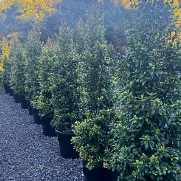 Ideal for tight spaces, narrow garden beds and poolside planting, Straight and Narrow Lilly pilly are a compact, evergreen screening solution. 