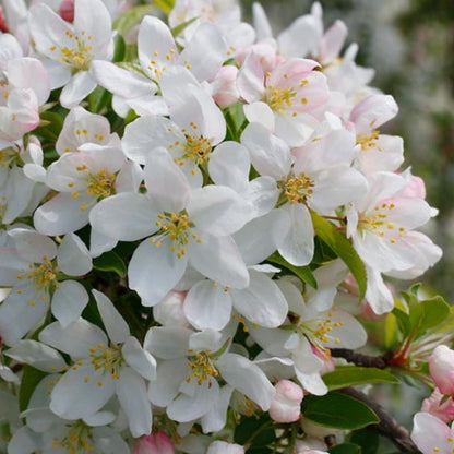 Crabapple Sugar Thyme