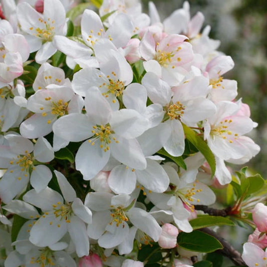 Crabapple Sugar Thyme