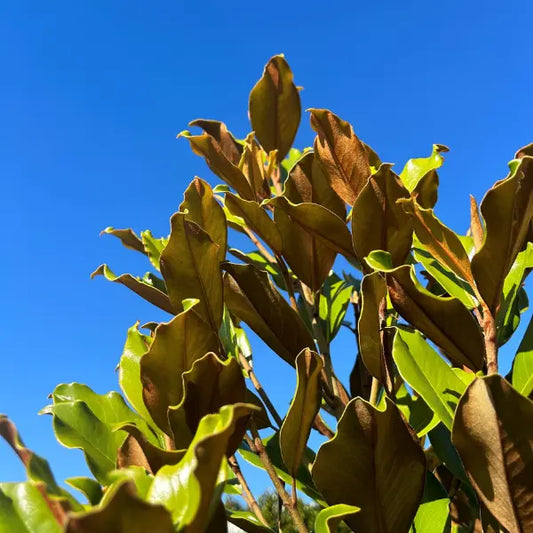 Magnolia Super Gem