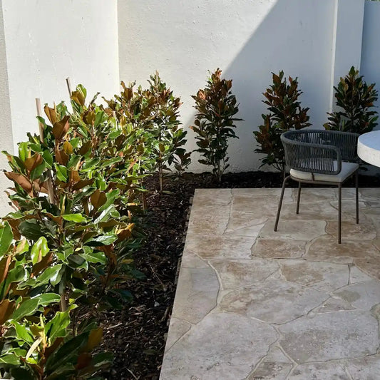 Super Gem Magnolia (Magnolia grandiflora ‘Super Gem’) compact evergreen magnolia with dense glossy foliage, creamy white fragrant flowers and ideal for hedging, screening or feature planting.