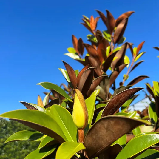 Magnolia Sweet and Neat