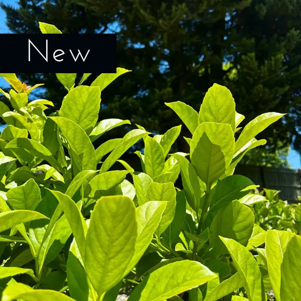 Sweet Viburnum Viburnum odoratissimum dense green hedge plant commonly used for privacy in suburban landscapes.