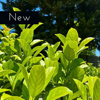Sweet Viburnum Viburnum odoratissimum dense green hedge plant commonly used for privacy in suburban landscapes.
