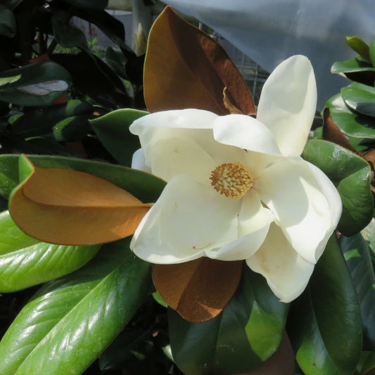 Magnolia Teddy Bear